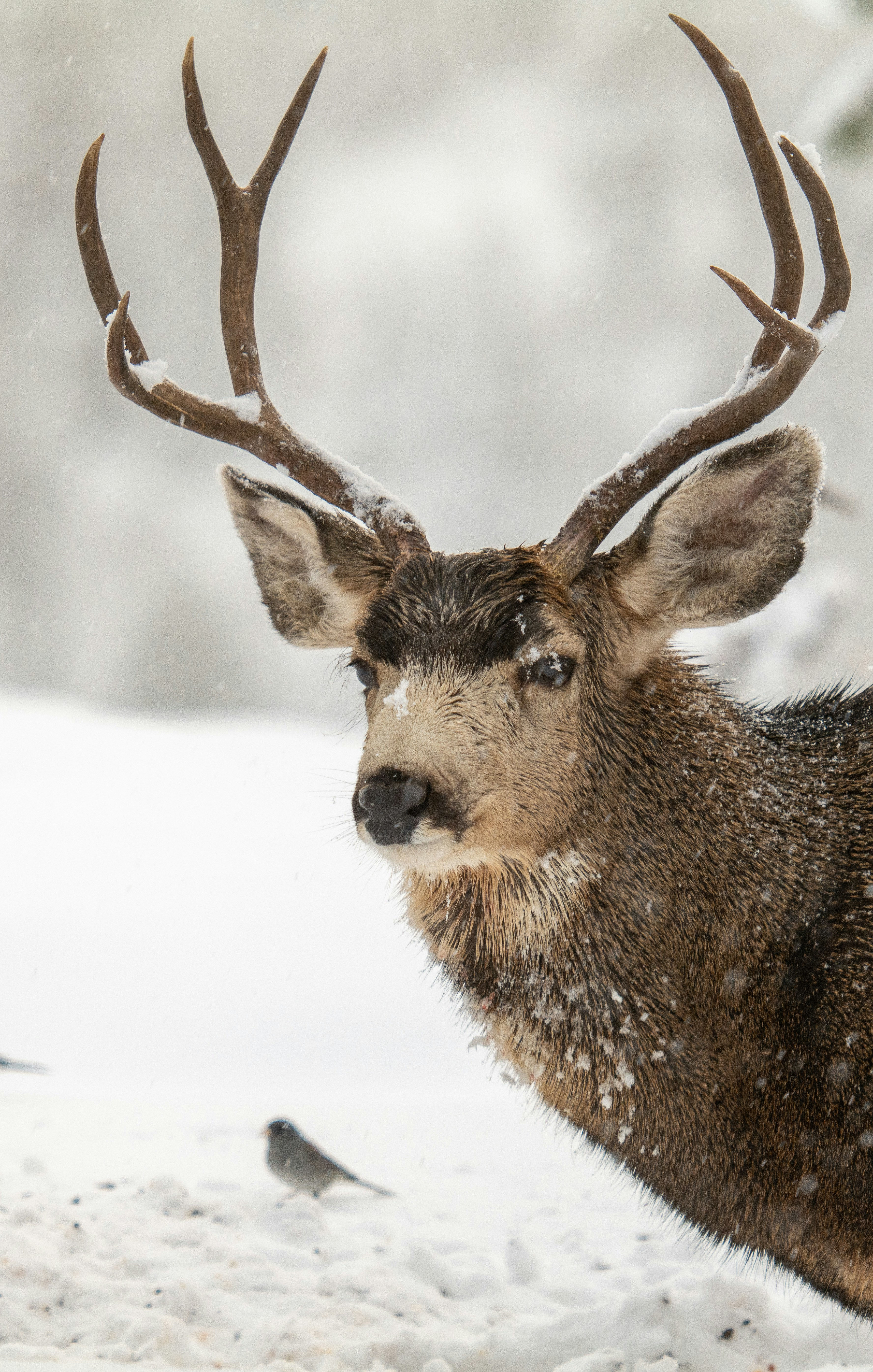 Majestic deer with antlers standing in a snowy meadow