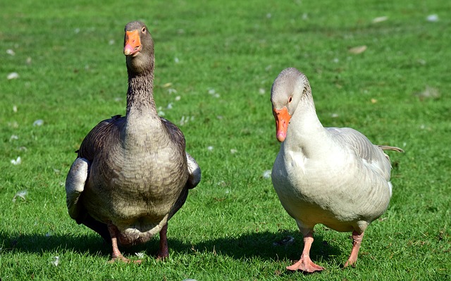 geese