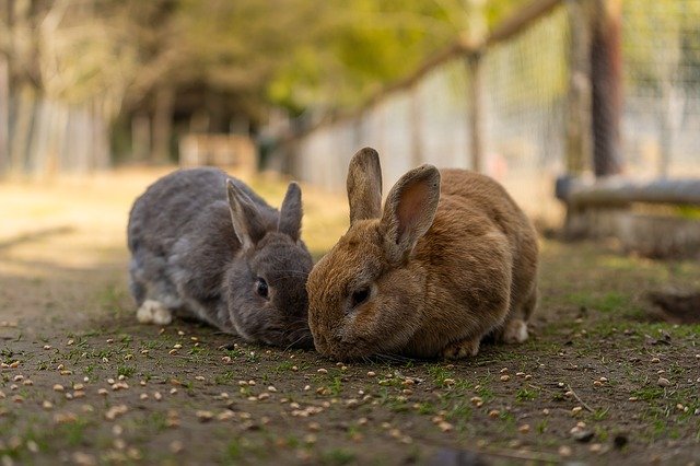 rabbits
